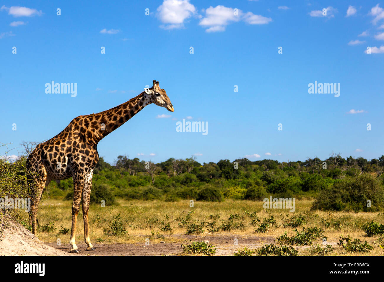 Giraffe in botswana Stock Photo