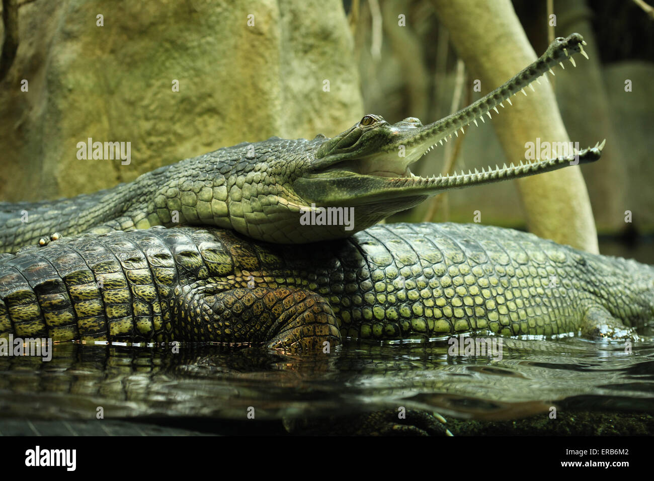 Gharial (Gavialis gangeticus), also knows as the gavial at Prague Zoo, Czech Republic. Stock Photo