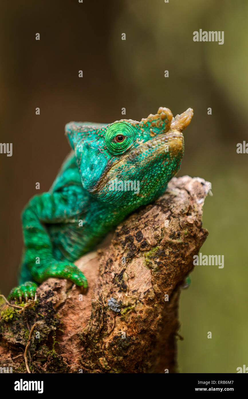 A portrait of a Parson's chameleon, Andasibe Mantadia National Park, Madagascar. Stock Photo
