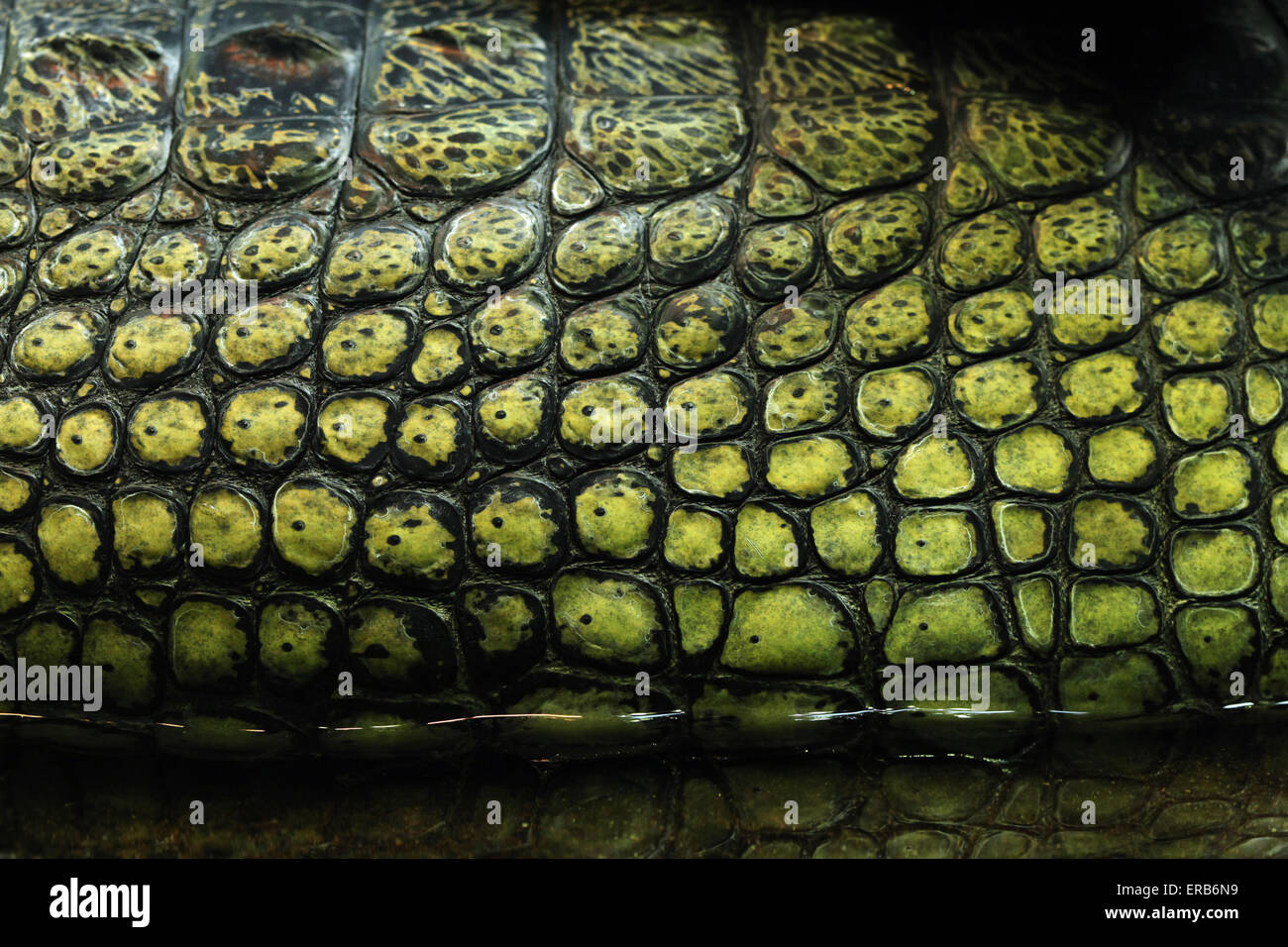 Skin texture. Gharial (Gavialis gangeticus), also knows as the gavial. Stock Photo