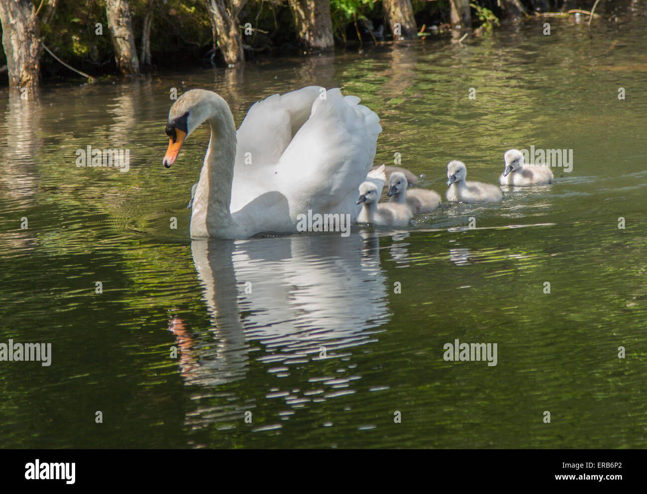 Swan and cygnets at Tehidy Woods, Cornwall, England Stock Photo