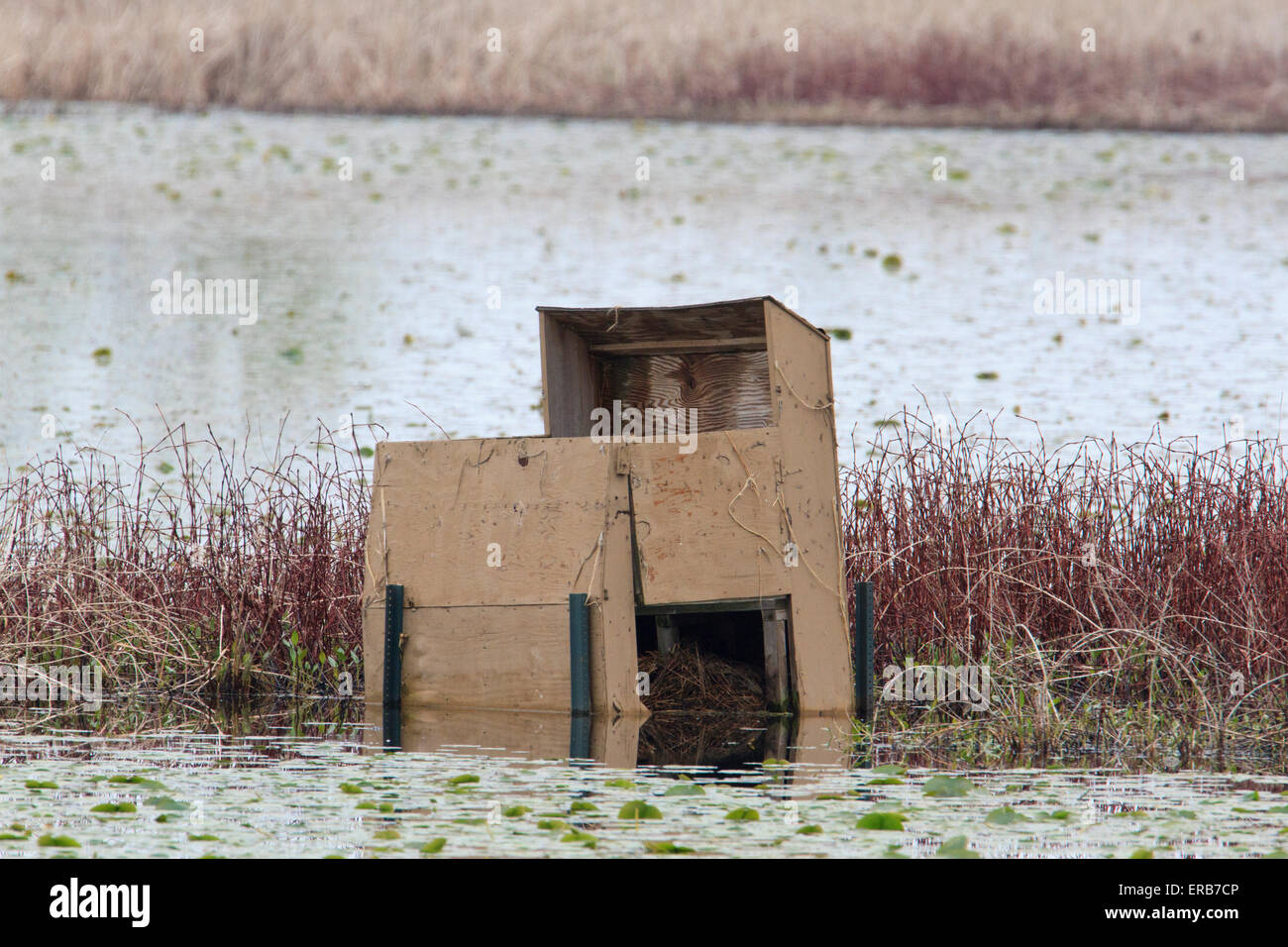 Bird blind in the water Stock Photo