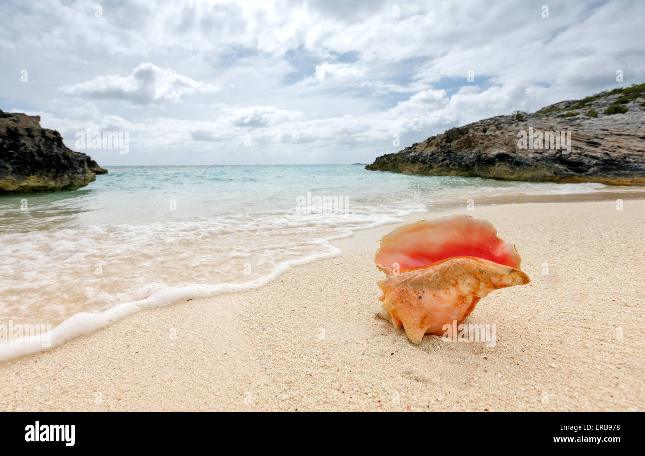 Queen conch shell on the Bahamas beach Stock Photo