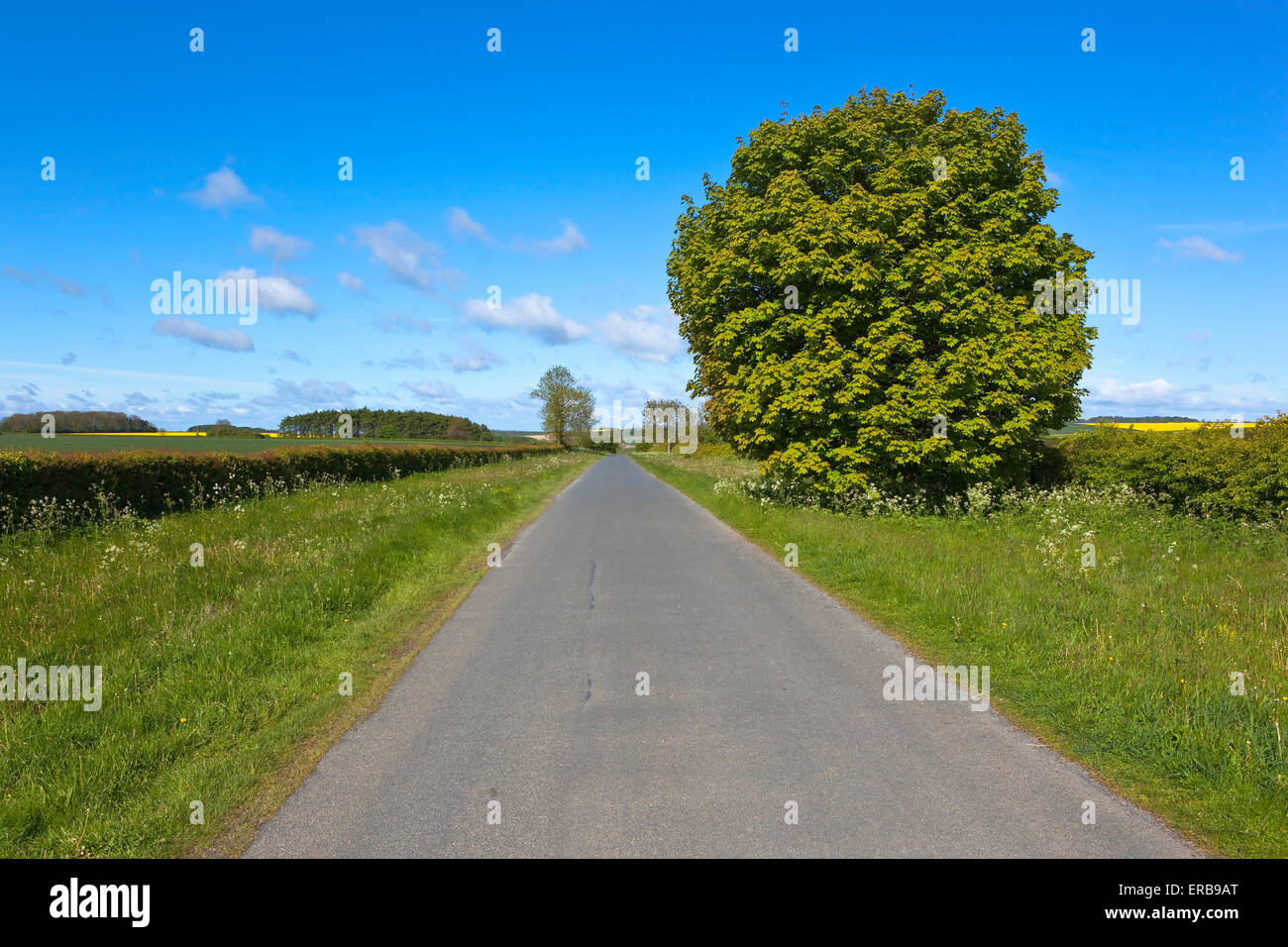 Wildflowers in grass verges hi-res stock photography and images - Alamy
