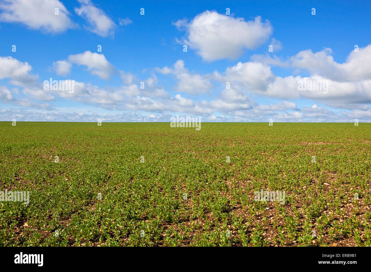 A field of young bean plants growing in the chalky soil of the Yorkshire wolds in early summer