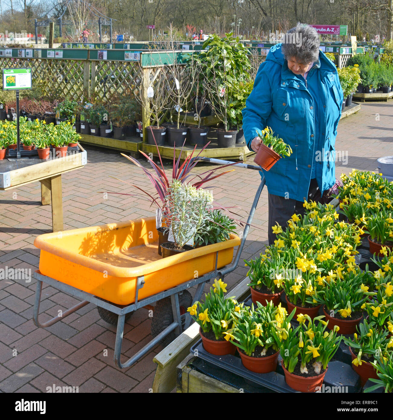 Woman selecting & buying spring plants in garden centre Essex England