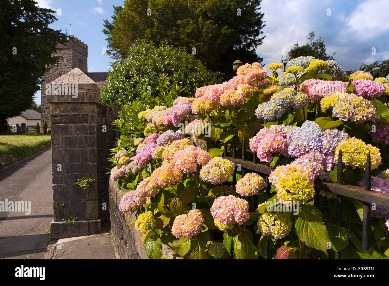 Wales, Carmarthenshire, Llangadog, hydrangea flowers outside Church House Stock Photo