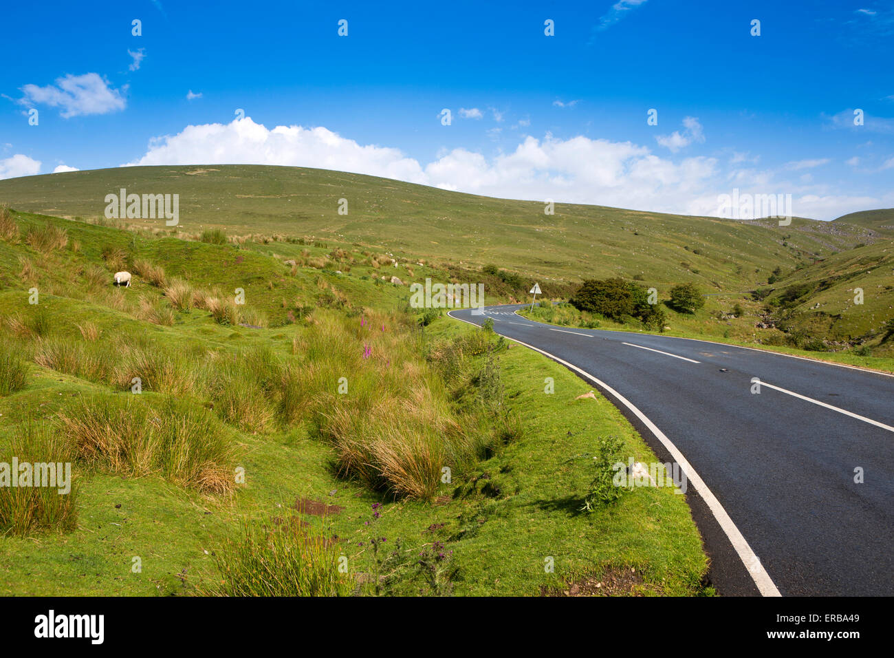 Wales; Carmarthenshire; Mynydd Du; Pencaegarw; sheep grazing beside