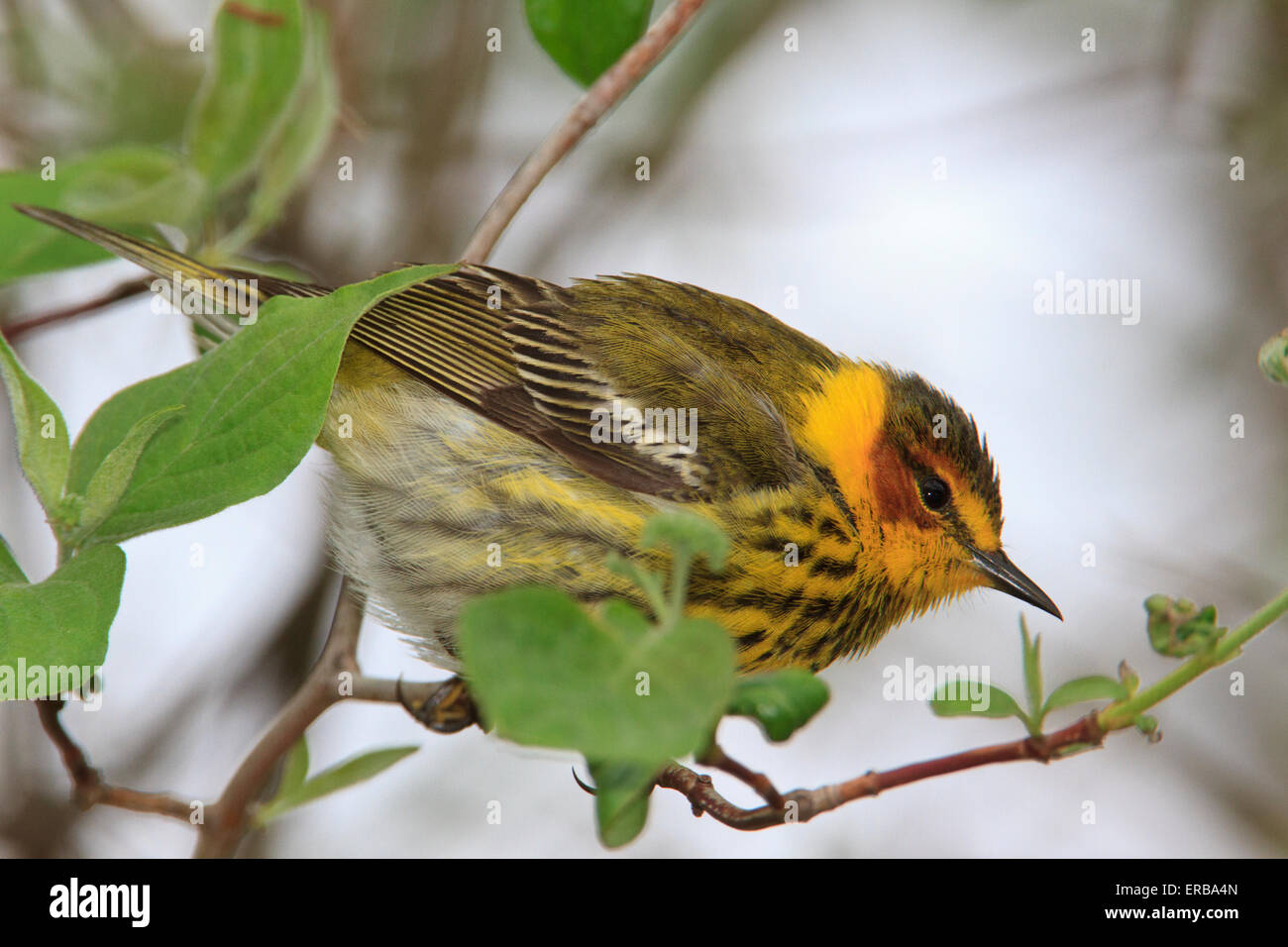 Cape May warbler (Setophaga tigrina) during the Spring migration Stock