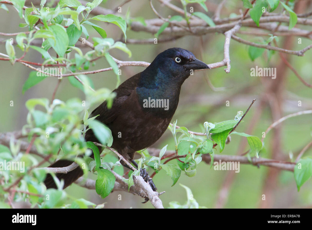 Common Grackle (Quiscalus quiscula ) Stock Photo