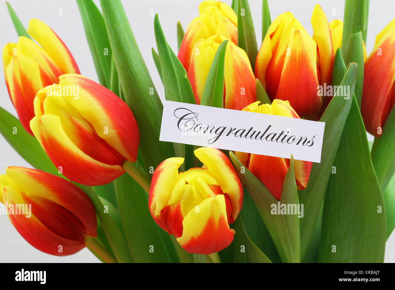 Congratulations card with colorful tulips Stock Photo - Alamy
