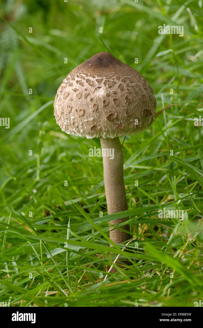 Parasol mushroom, Macrolepiota procera, fungi growing on the ground in grass field under larch trees, Fleet Valley, Dumfries & Galloway, Scotland Stock Photo