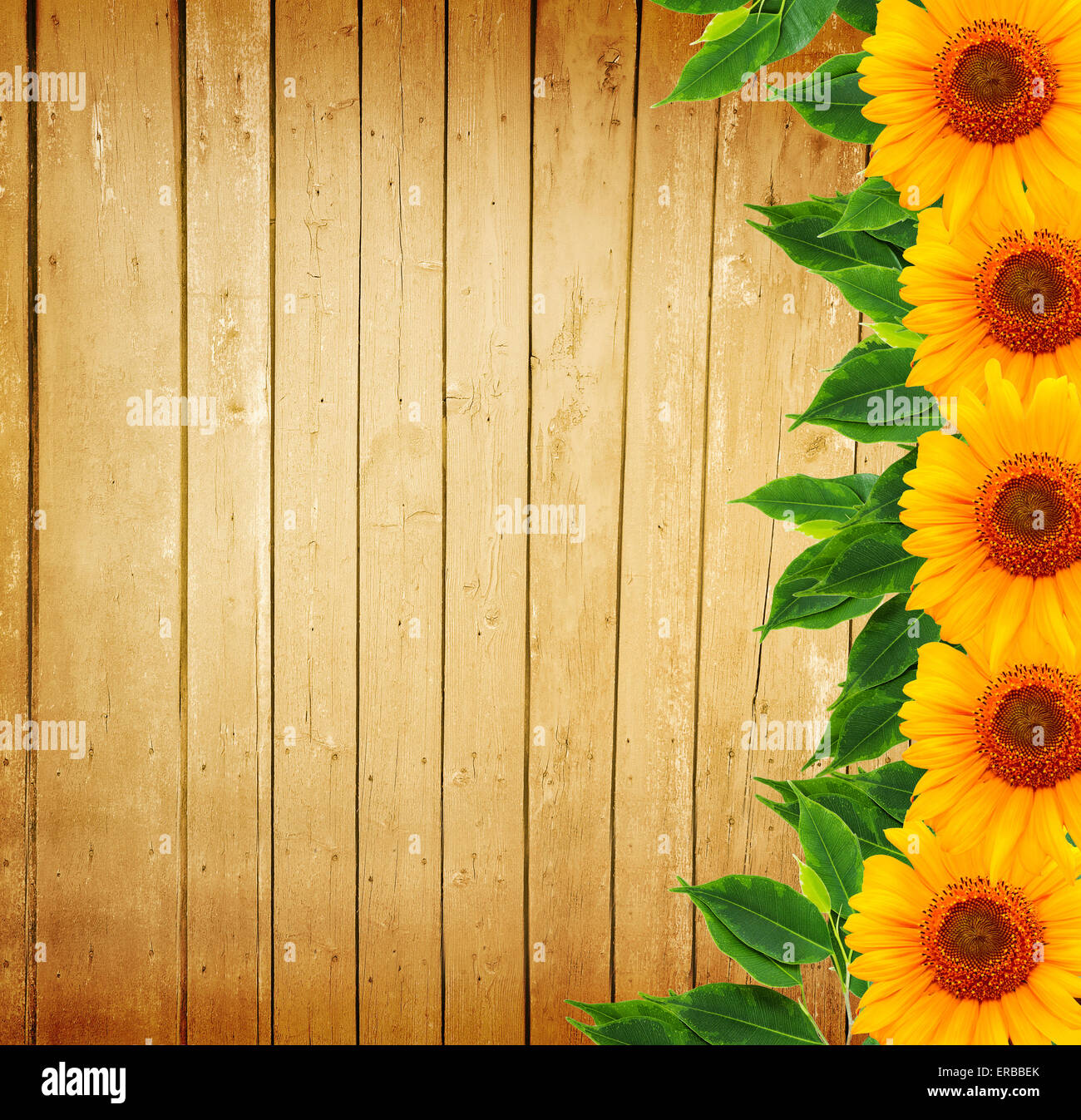 Sunflowers wooden fence hi-res stock photography and images - Alamy