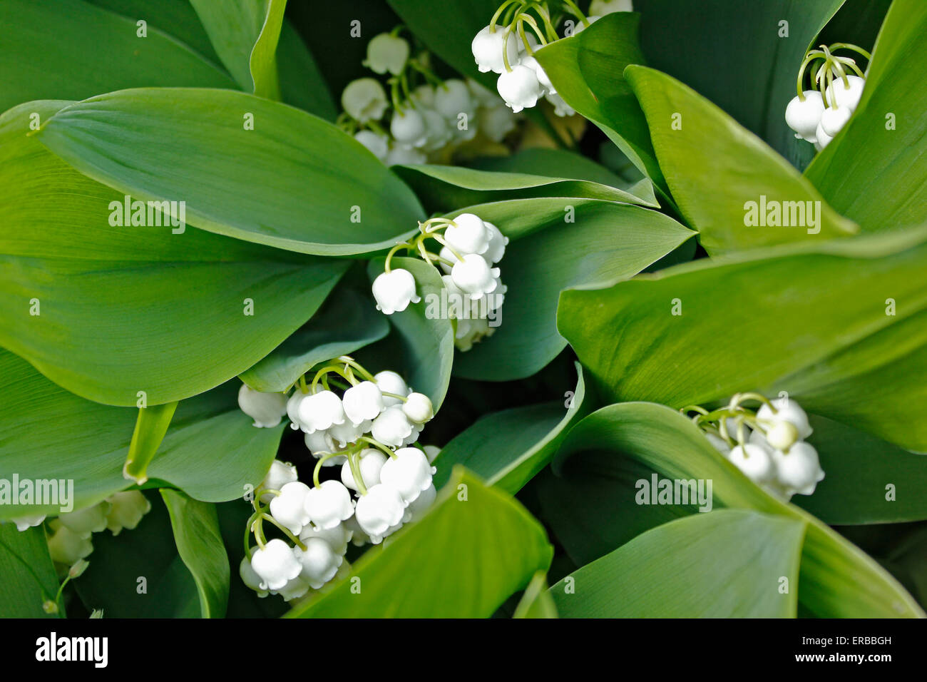 convallaria majalis lily of the valley