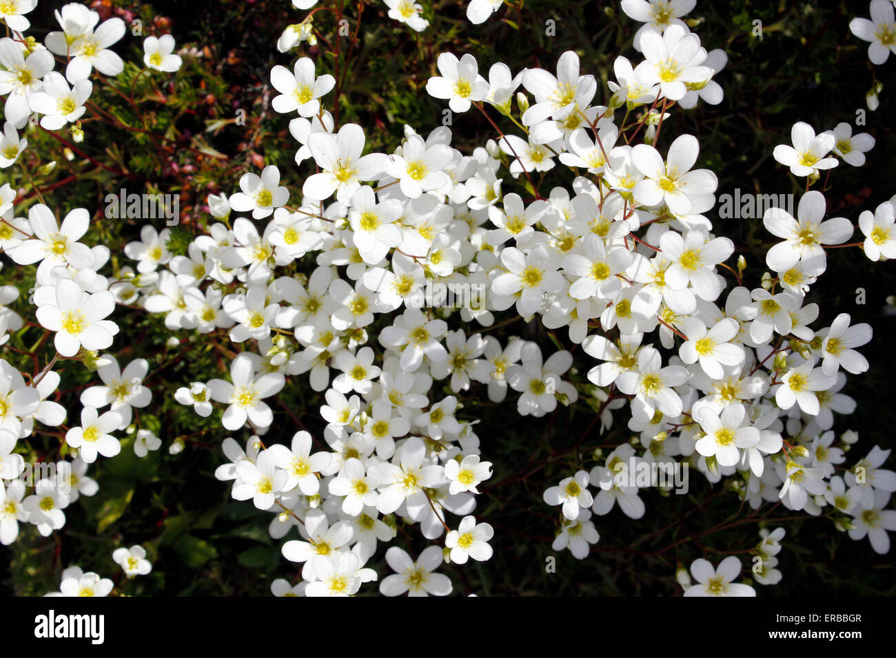 Mossy Saxifrage with masses of white star shape flowers above a cushion of mossy leaves Stock Photo