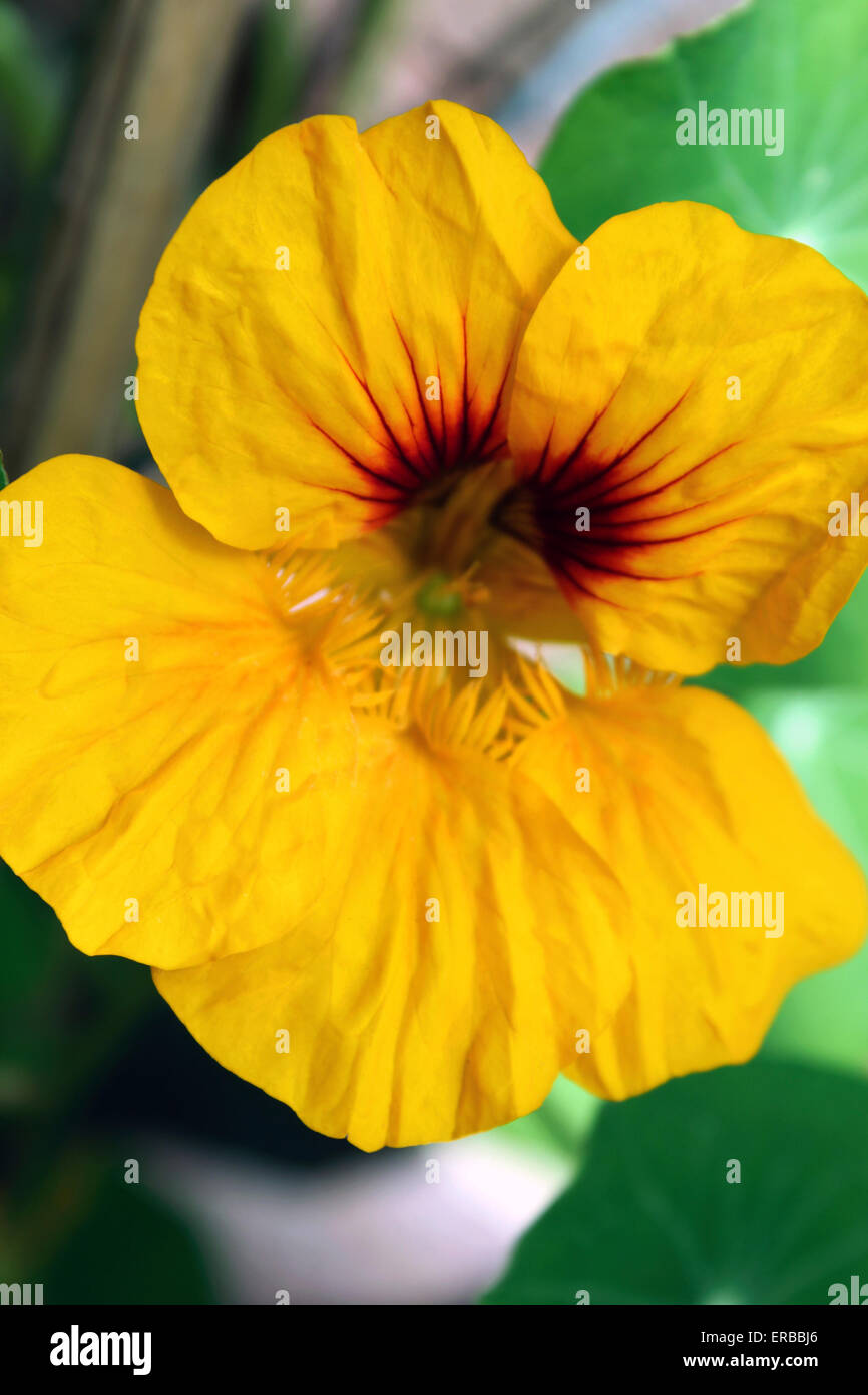 Hanging nasturtiums hires stock photography and images Alamy