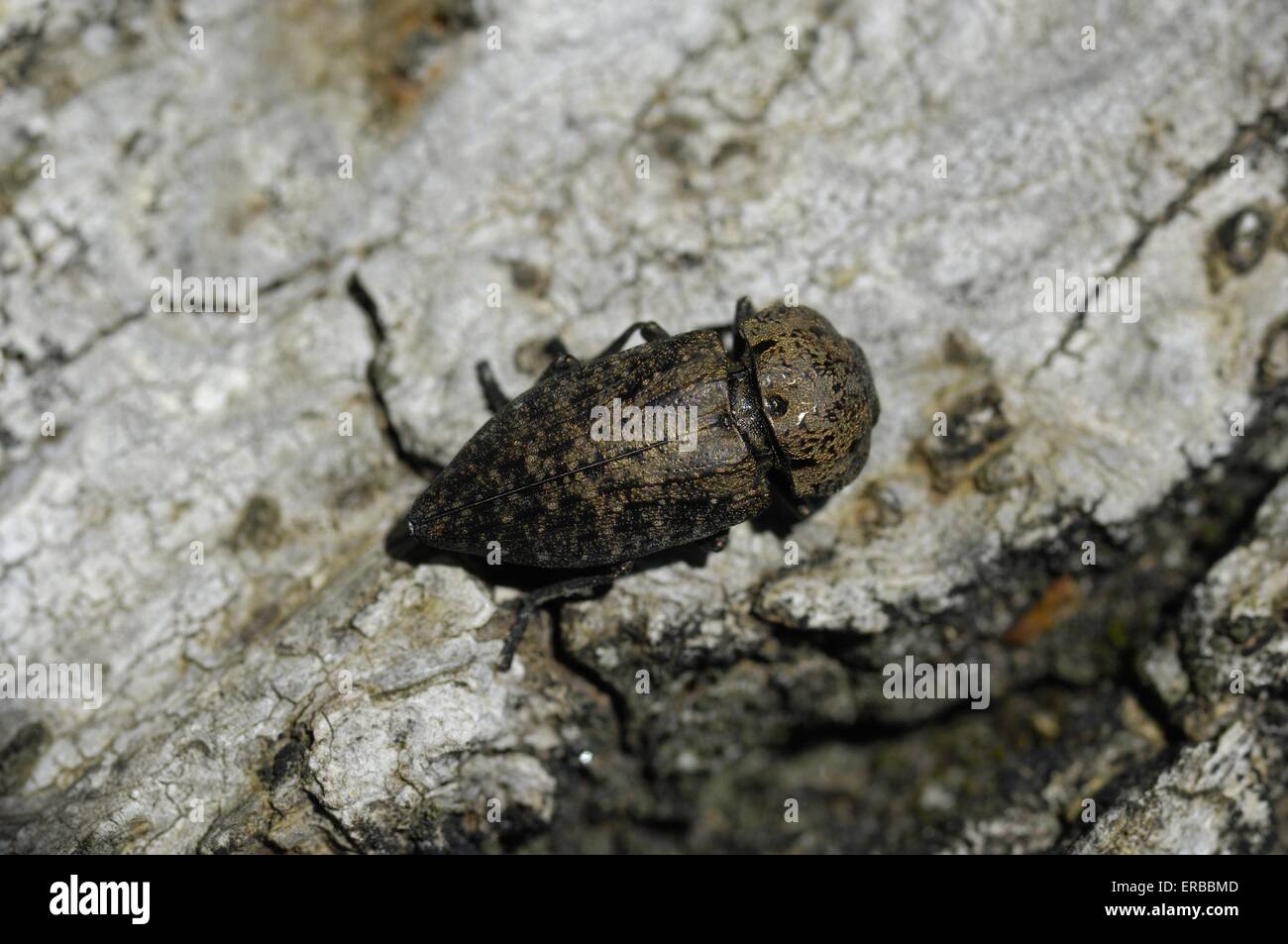 Metallic Wood Borer - Dock Beetle (Capnodis tenebricosa) on bark Provence - France Stock Photo