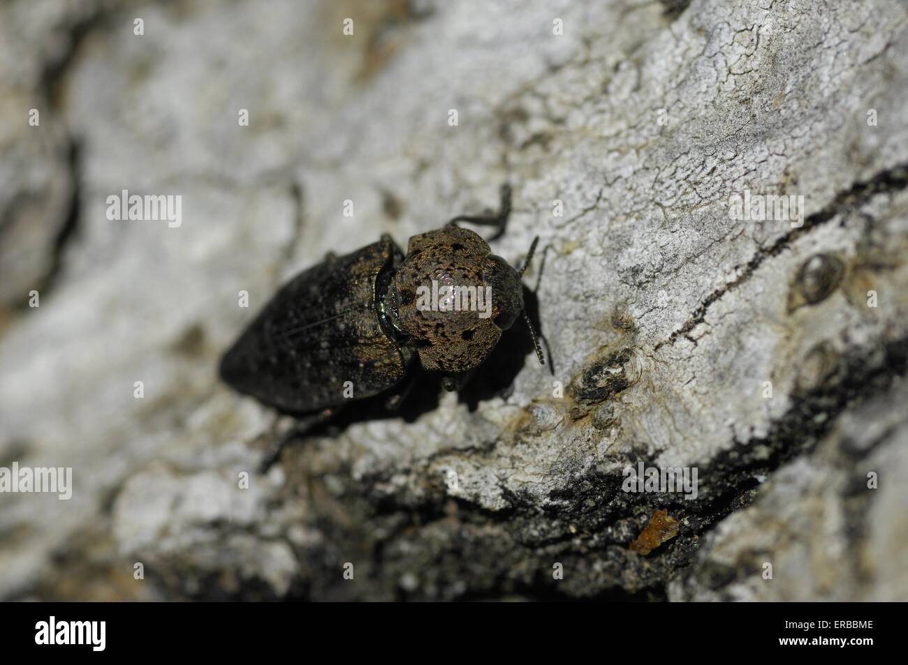 Metallic Wood Borer - Dock Beetle (Capnodis tenebricosa) on bark Provence - France Stock Photo