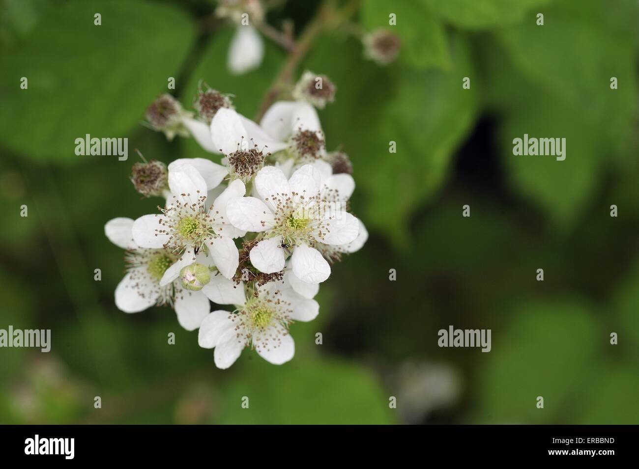 Shrubby Blackberry - Brameberry - Brambleberry - Wild Blackberry