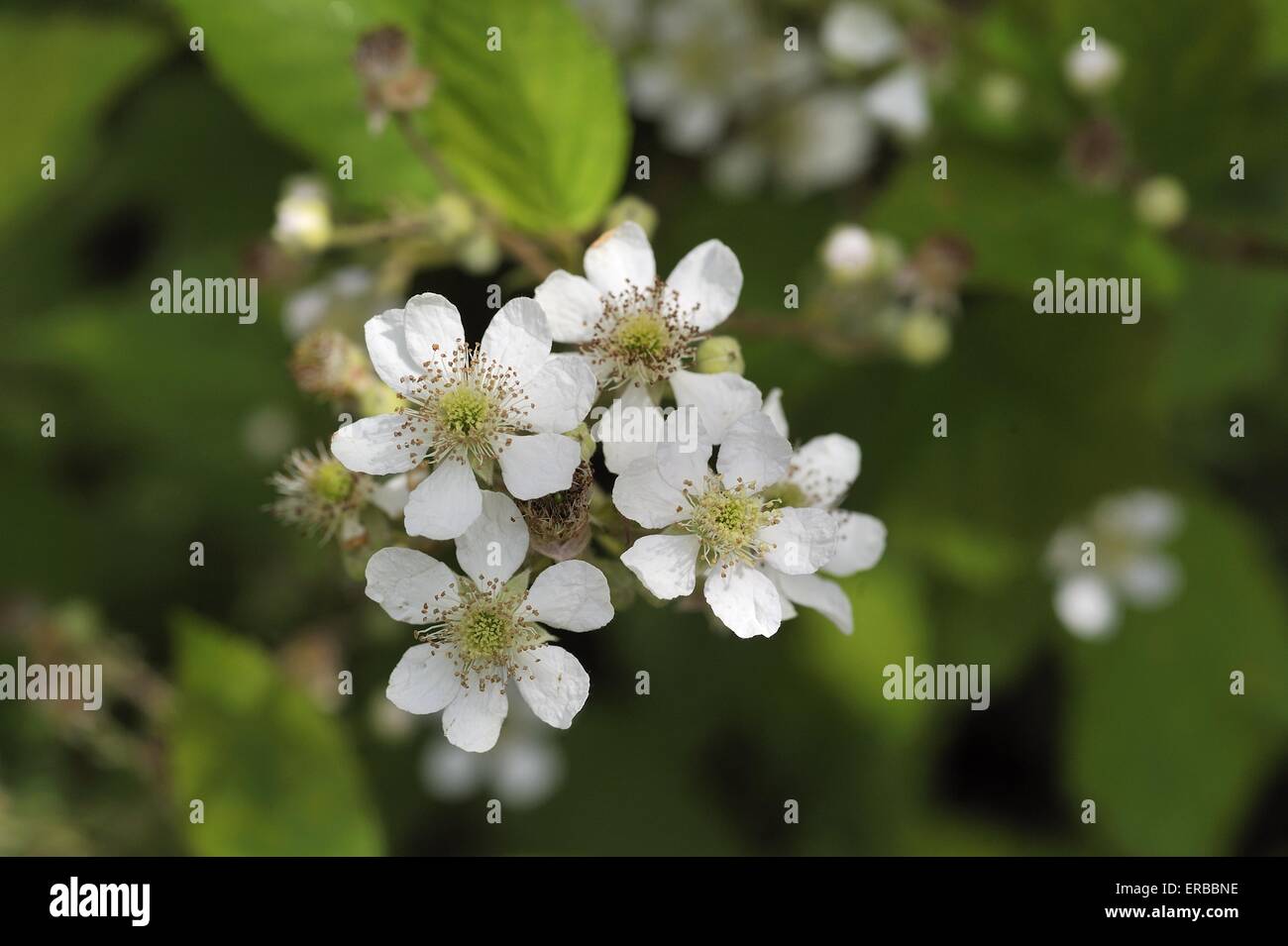 Shrubby Blackberry - Brameberry - Brambleberry - Wild Blackberry