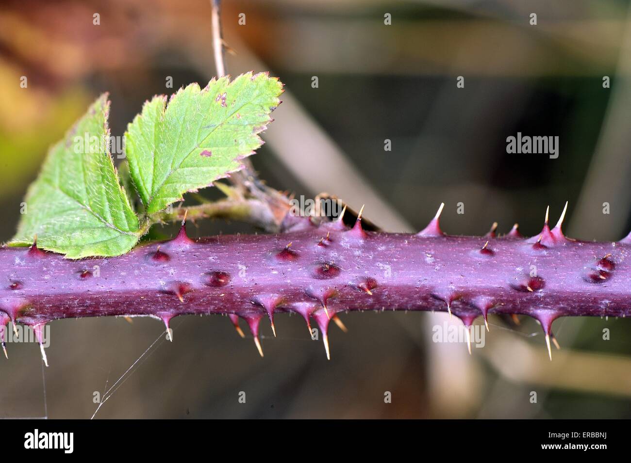 Shrubby Blackberry - Brameberry - Brambleberry - Wild Blackberry