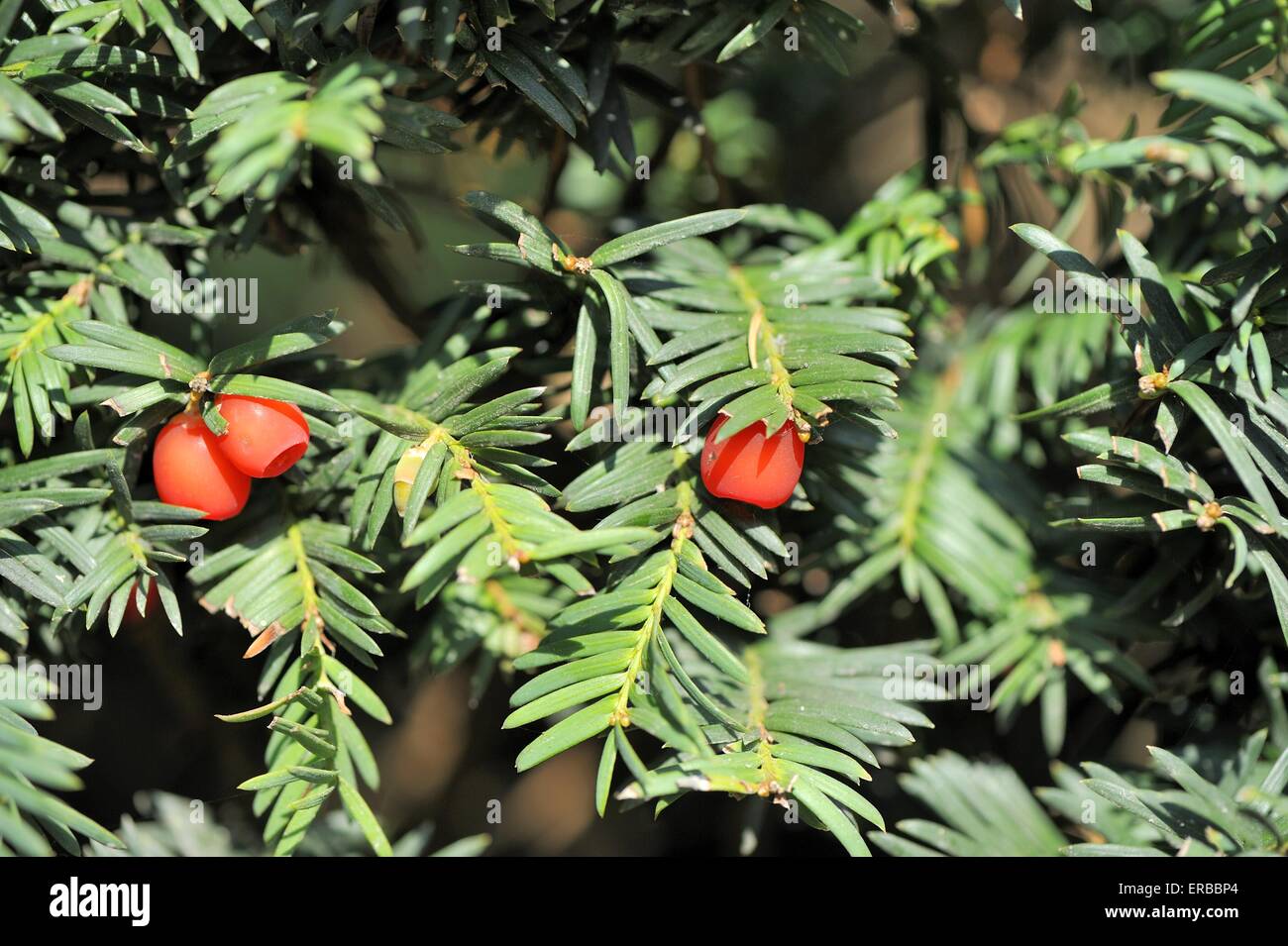 Common Yew - English Yew (Taxus baccata) in fruit Stock Photo