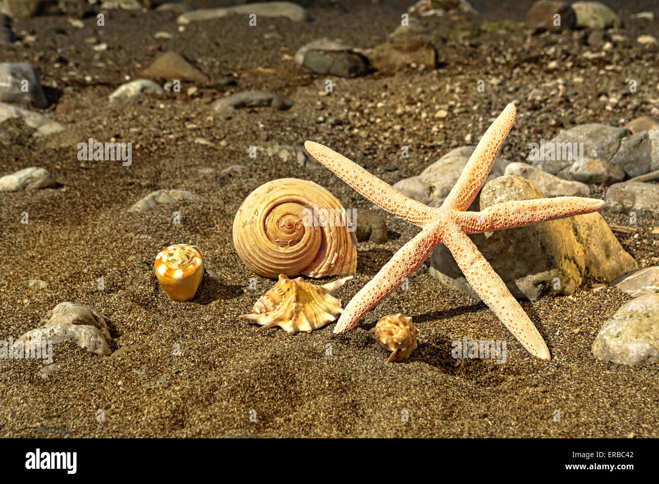 Starfish and sea shells on the beach. Shallow depth of field. Stock Photo