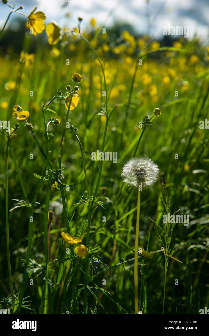 Dandylions hi-res stock photography and images - Alamy