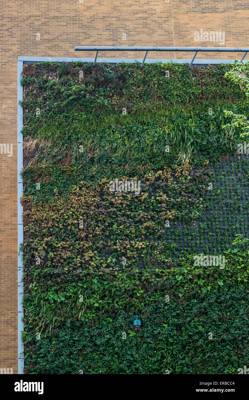 An eco living wall covered in green plants on the end wall of a city office building Stock Photo