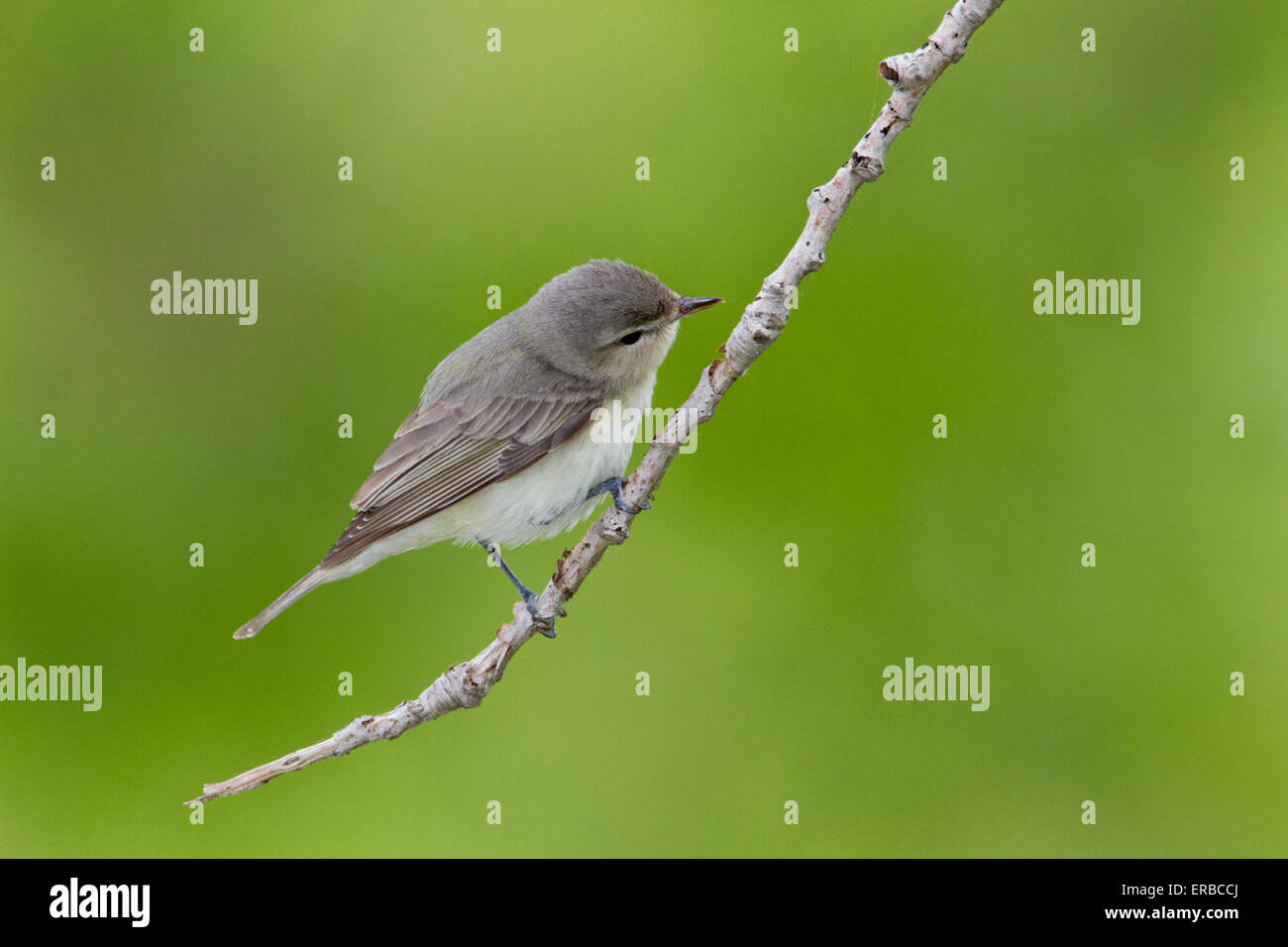 Warbling Vireo (Vireo gilvus) on tree branch during the Spring migration. Stock Photo