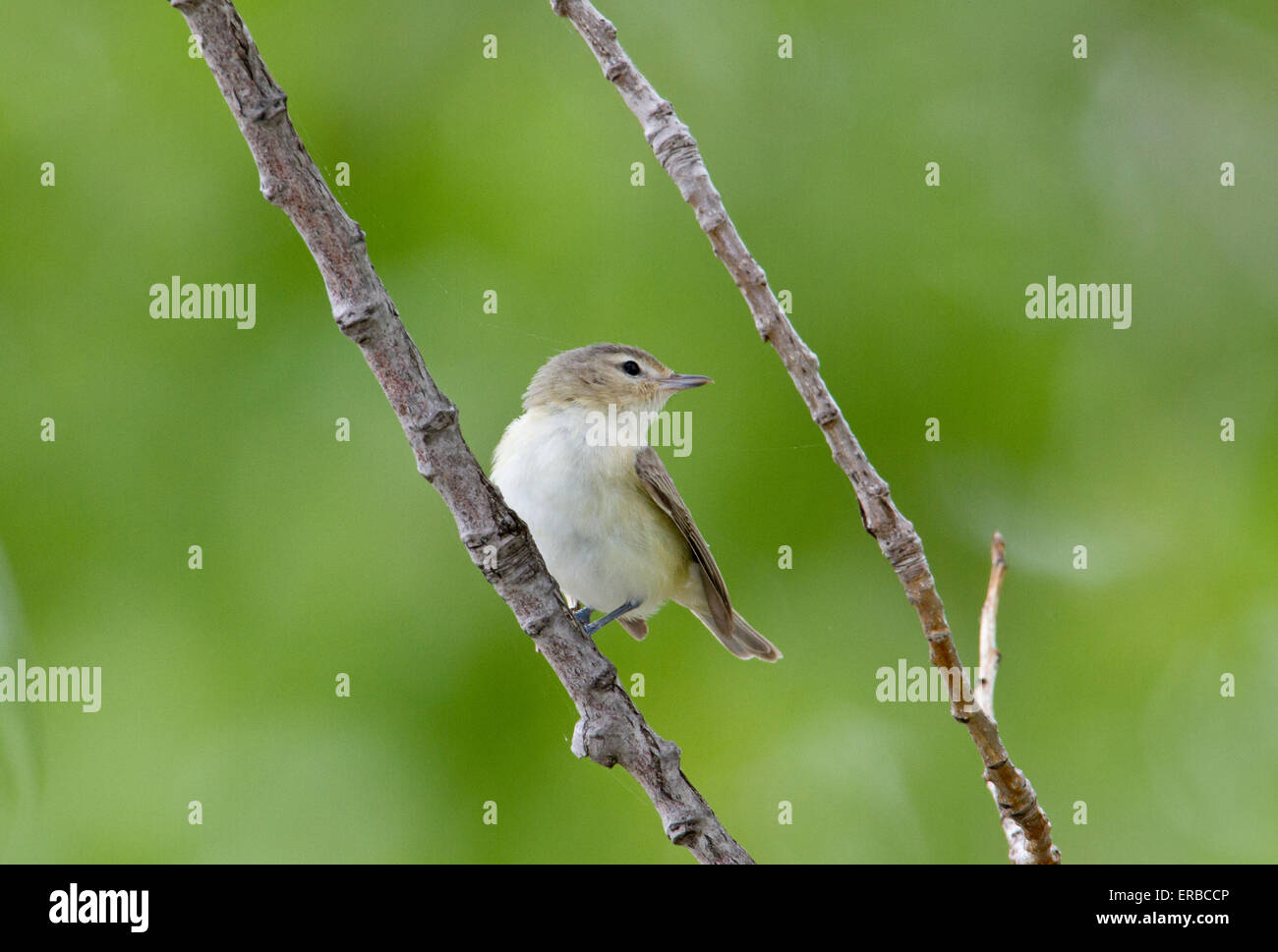 Warbling Vireo (Vireo gilvus) on tree branch during the Spring migration. Stock Photo