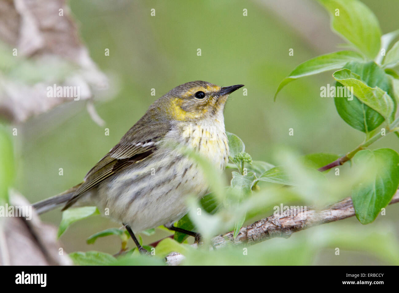 Female Cape May warbler (Setophaga tigrina) during the Spring migration