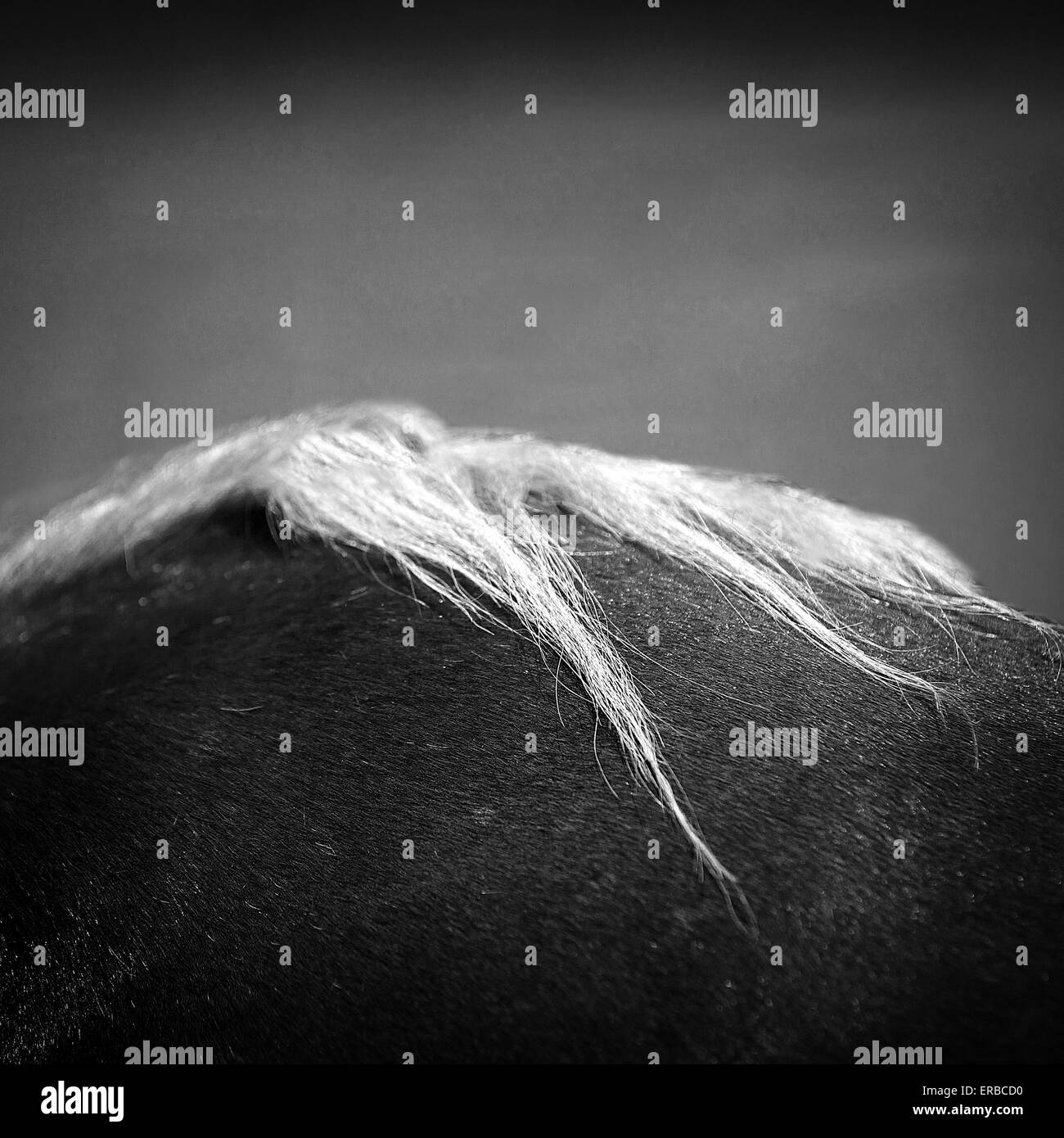 Horse hair,close up black and white Stock Photo
