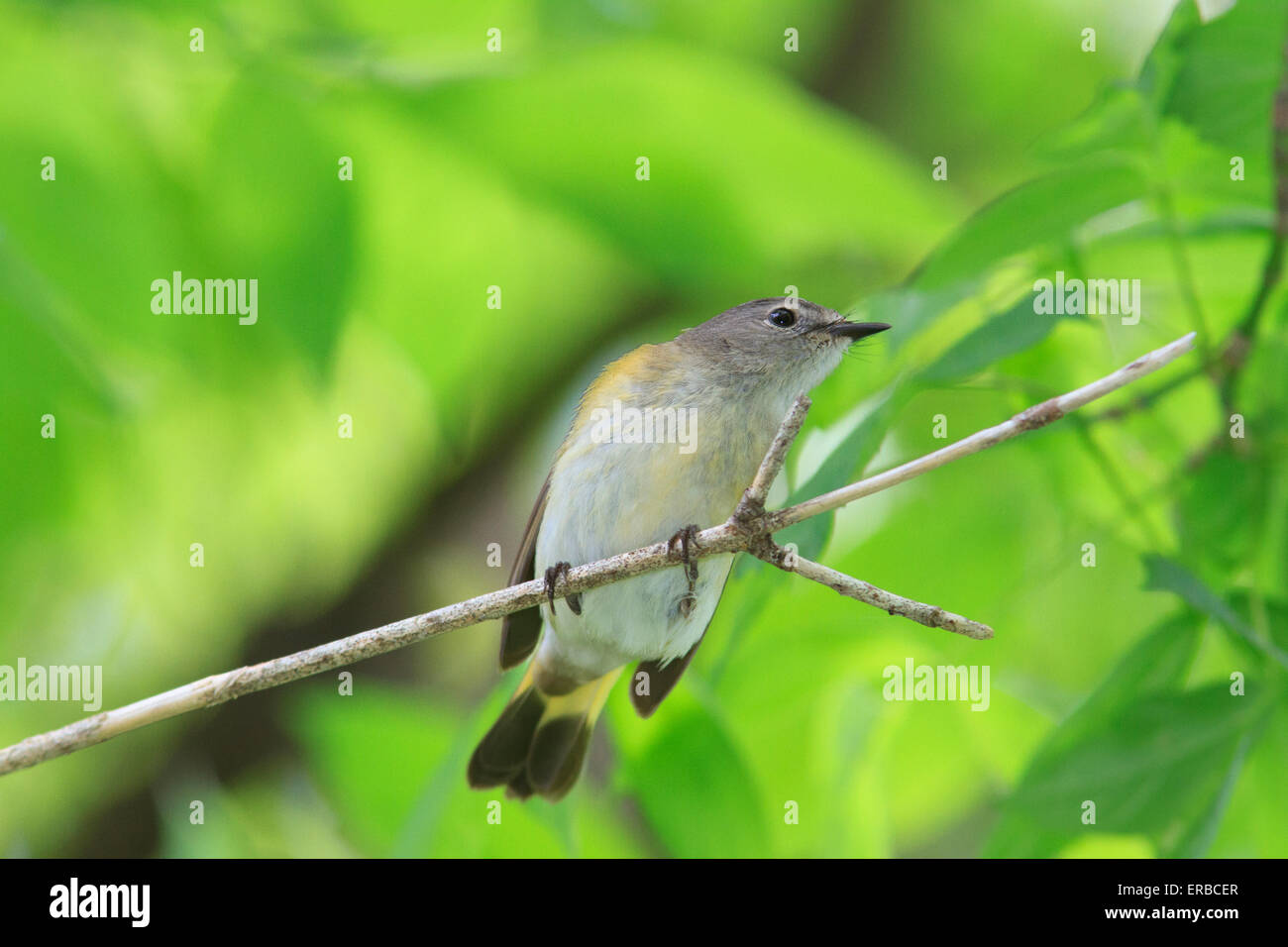 Redstart Migration Female American Redstart (Setophaga ruticilla) during the Spring ...