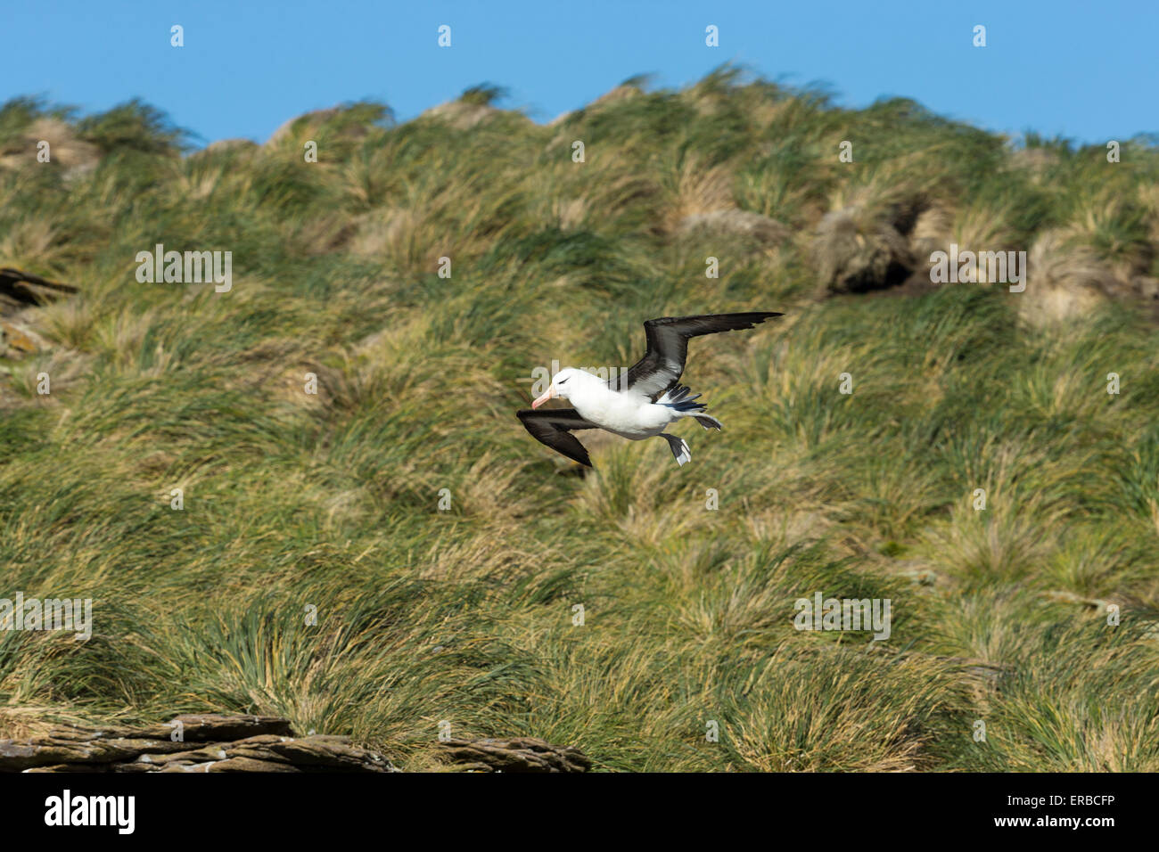 Black-browed albatross Thalassarche melanophrys, in flight over tussock grass, New Island, Falkland Islands in December. Stock Photo