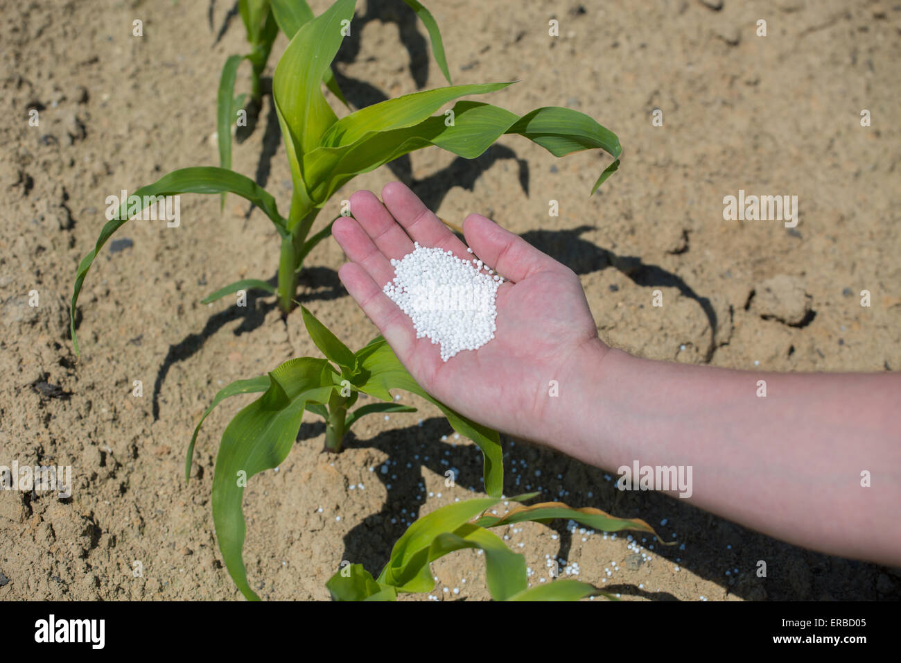 Corn Fertilization Stock Photos & Corn Fertilization Stock Images Alamy