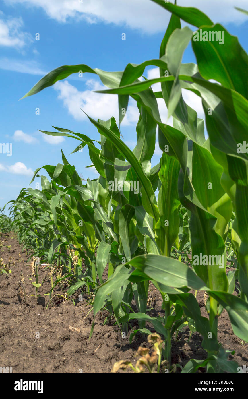 Corn field nature hires stock photography and images Alamy