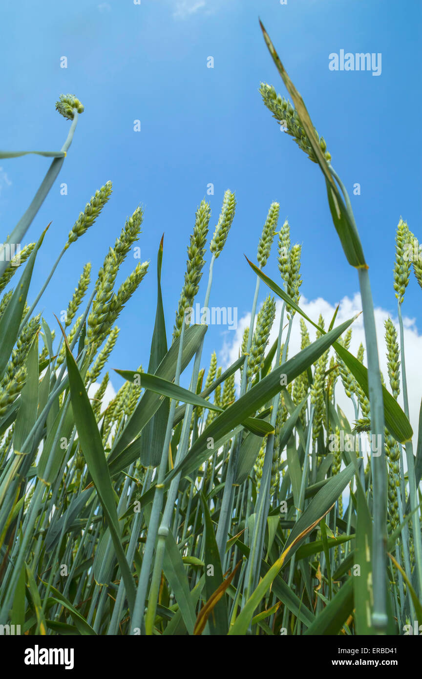Wheat field and blue sky with clouds Stock Photo - Alamy
