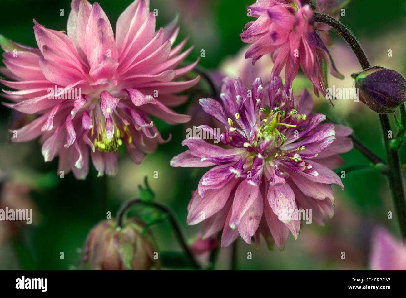Aquilegia vulgaris 'Pink Barlow' flower - pink columbine Stock Photo