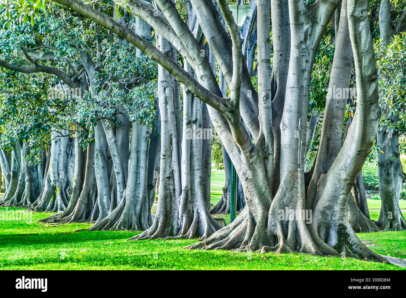 Avenue of mature trees showing ancient trunk and roots, Treasury Gardens, Melbourne, Australia