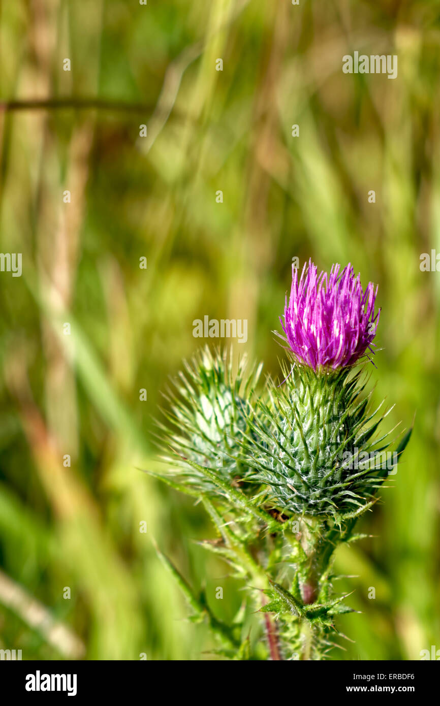 Spear Thistle (Cirsium vulgare) growing wild in a field in Wiltshire, United Kingdom. Stock Photo