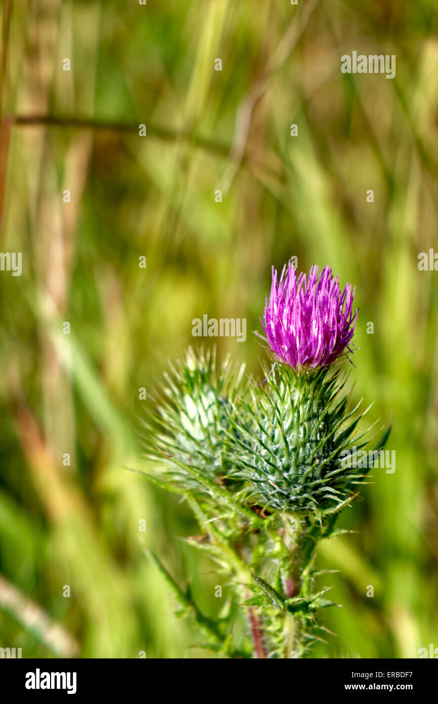 Spear Thistle (Cirsium vulgare) growing wild in a field in Wiltshire, United Kingdom. Stock Photo