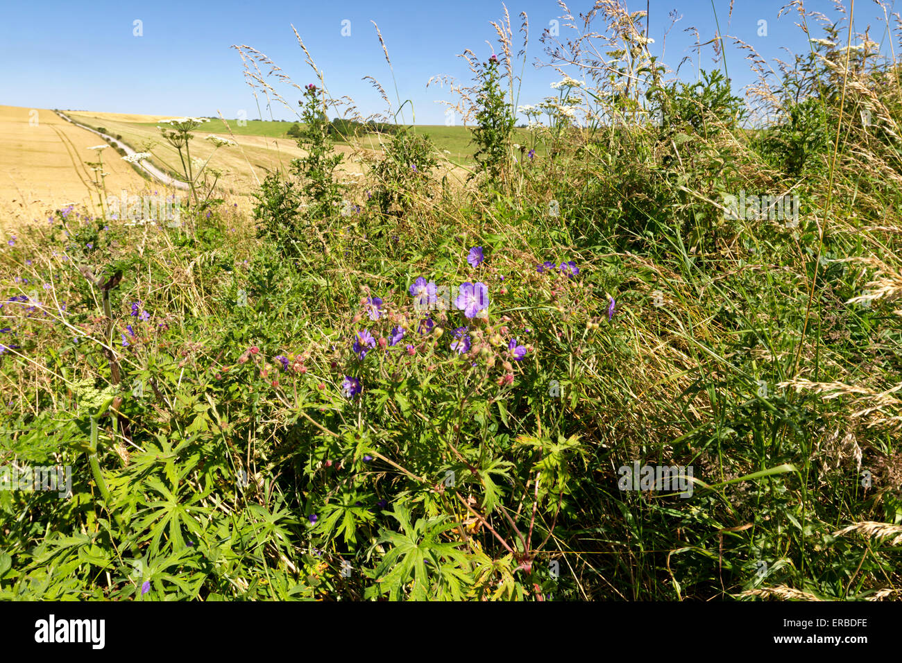 Wild flowers growing along a part of the Wessex Ridgeway Path in Wiltshire, United Kingdom. Stock Photo
