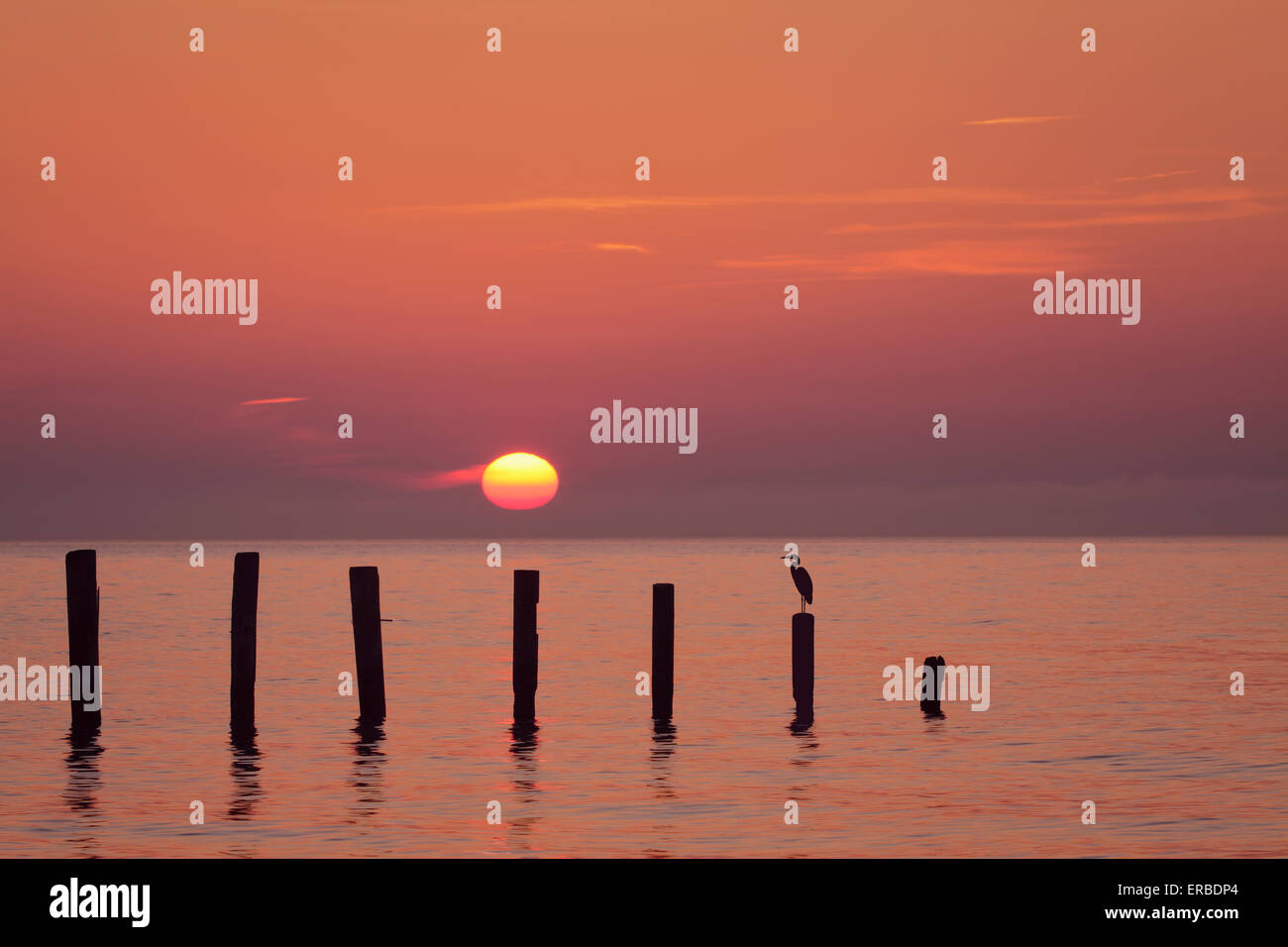 Sunrise over the Chesapeake Bay with Great Blue Heron as seen at North Beach in Calvert County, Maryland Stock Photo