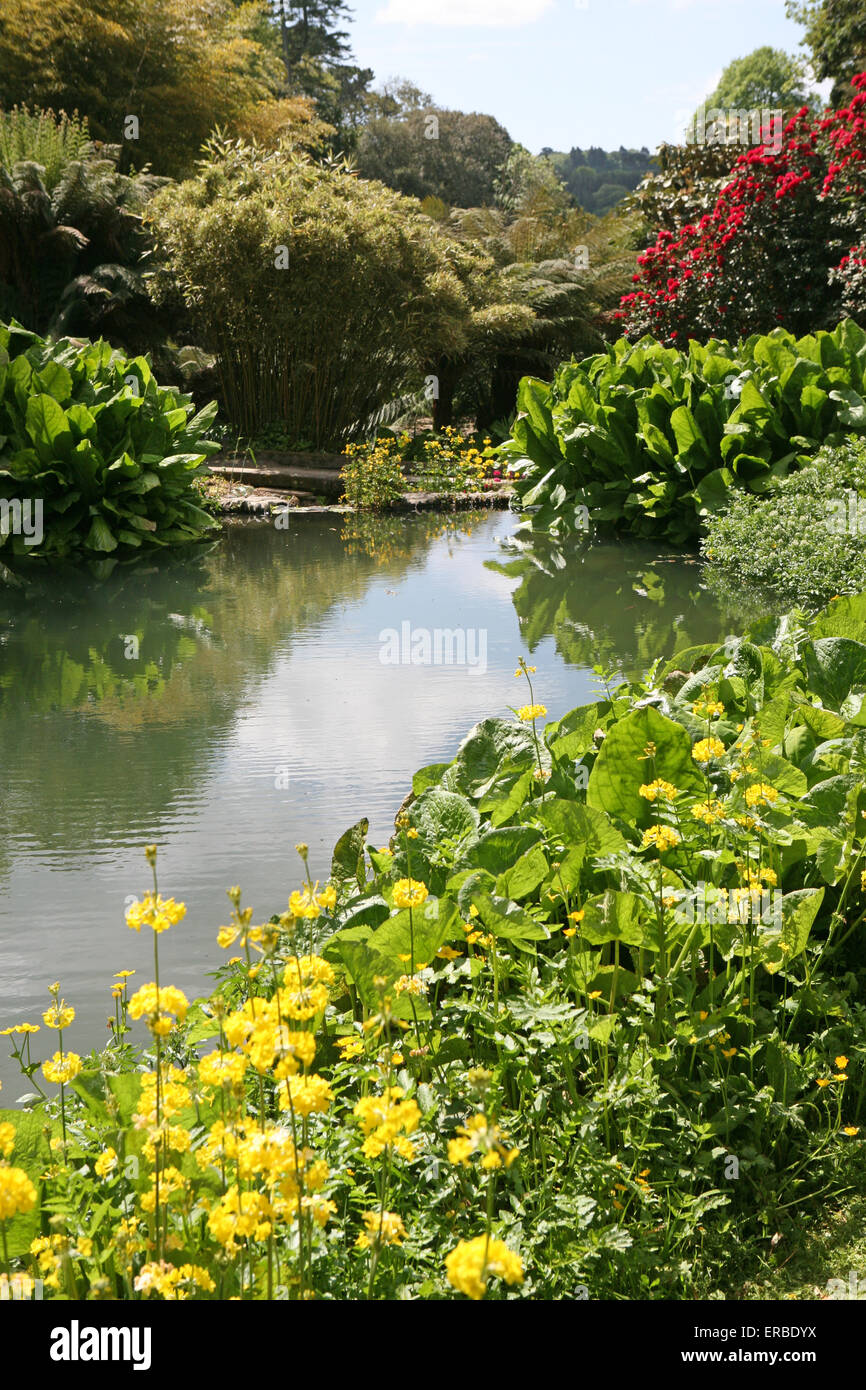 Trebah Gardens,  Mawnan Smith, Falmouth Cornwall Stock Photo
