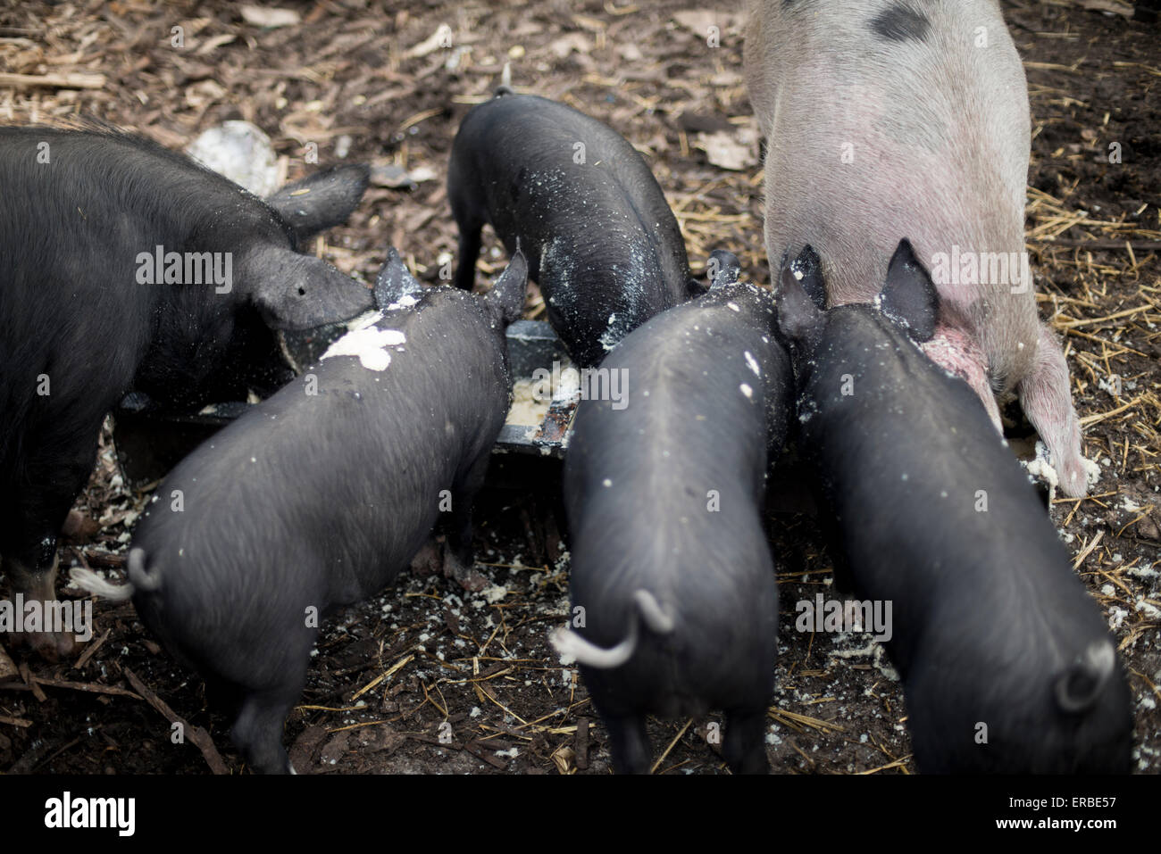 4 black piglets and 2 pigs - one black, one pink, feeding from a trough in a city farm Stock Photo