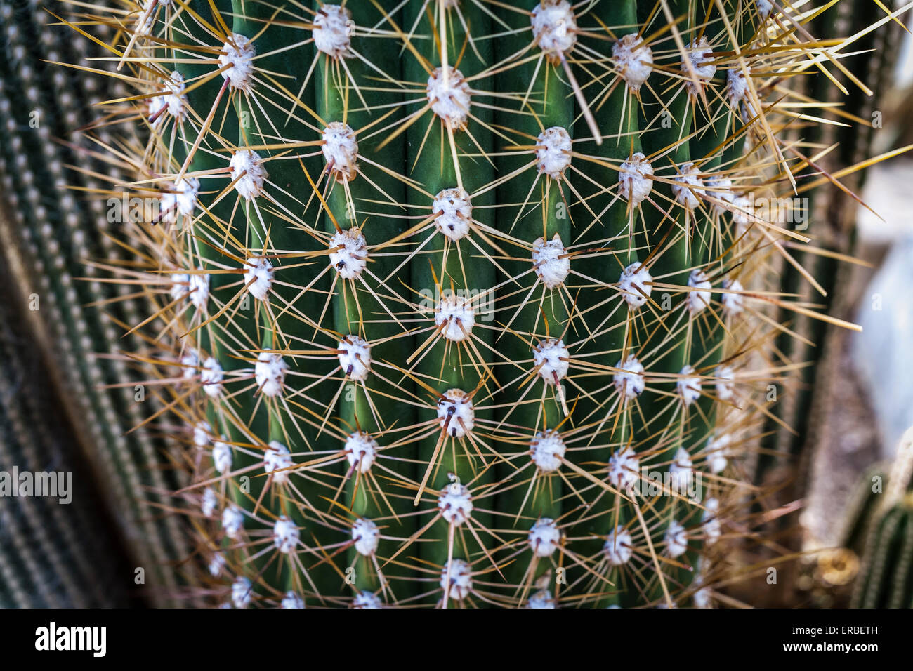 Cactus close-up taken at Kew Gardens Stock Photo