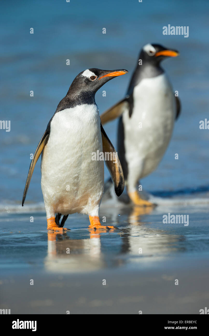 Gentoo penguin Pygoscelis papua, standing on sandy beach, New Island, Falkland Islands in December. Stock Photo