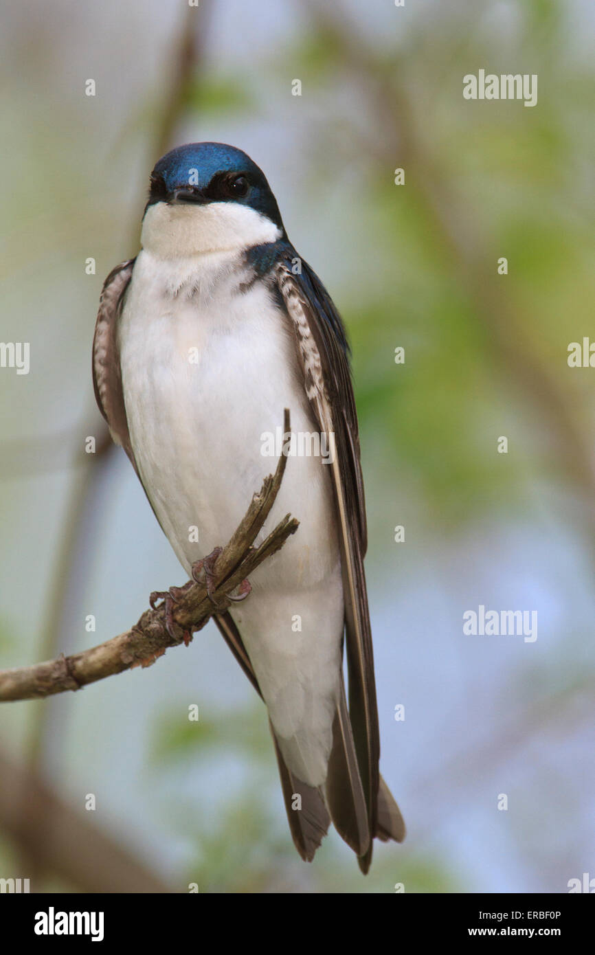 tree swallow (Tachycineta bicolor) Stock Photo