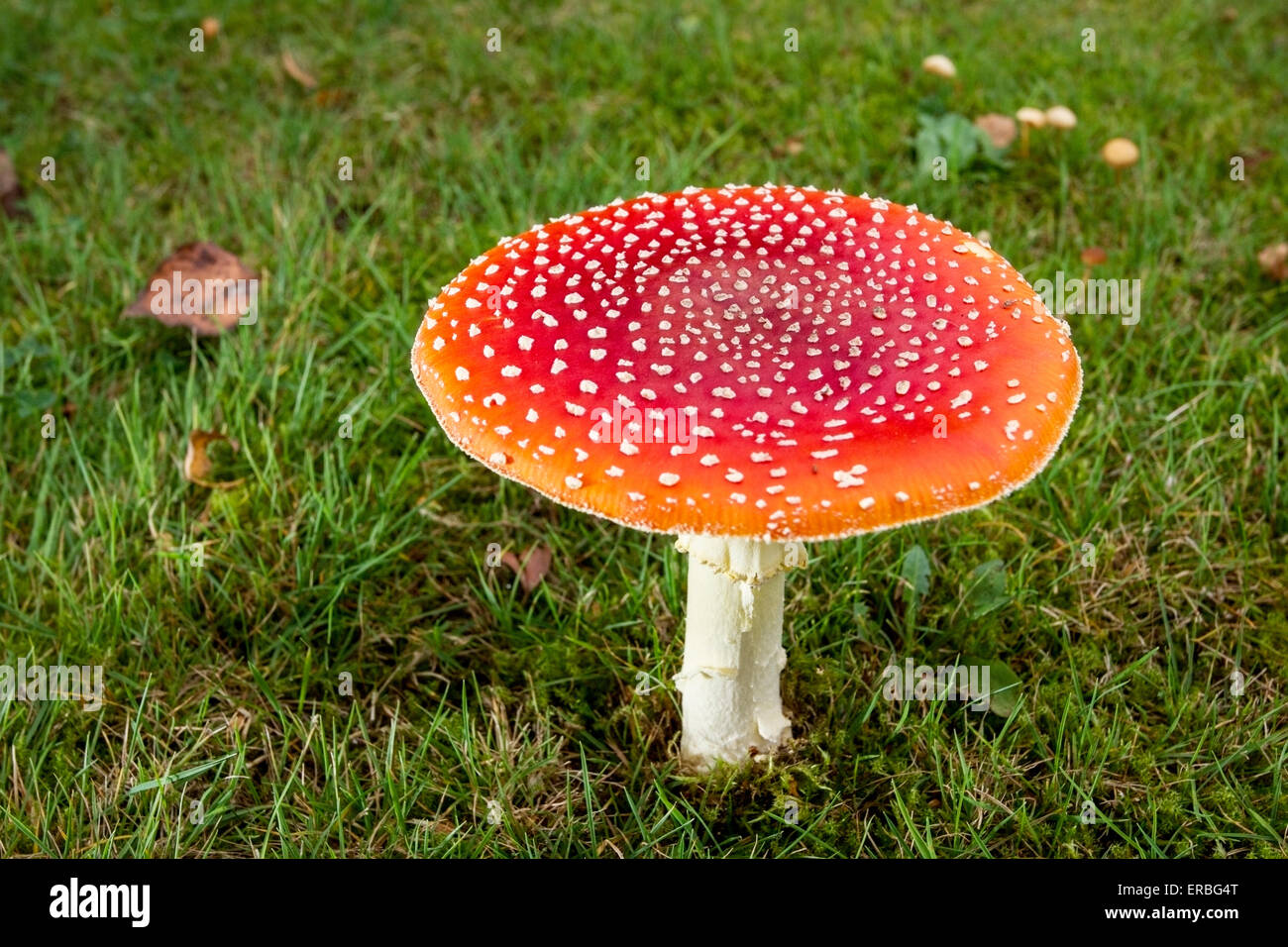fly agaric (Amanita muscaria) fruiting body, on grass lawn, in autumn, Norfolk, England, United Kingdom Stock Photo